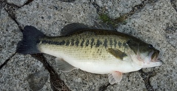 �A���o�}���O�C���[�W�摜