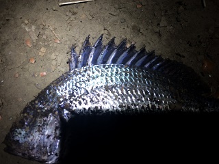 �L�r���C���[�W�摜