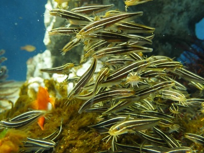 �S���Y�C�C���[�W�摜