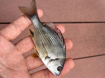 �����p�̃L�r���̎q