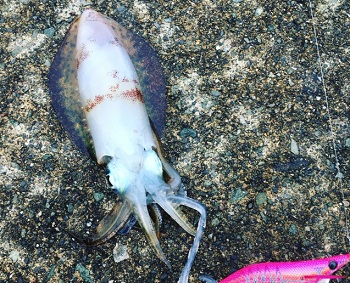 �A�I���C�J