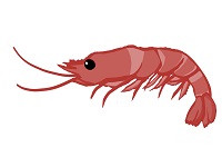 �R�}�Z�C���[�W�摜