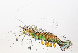 �A�~�C���[�W�摜