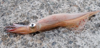 �����C�J