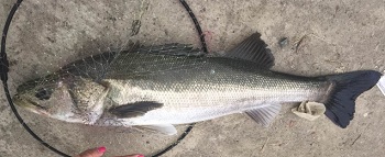 シーバスイメージ画像