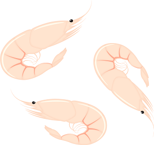 オキアミイラスト