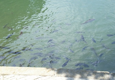 ����̎���Ǝ��́E�ߎ��H�C���[�W�摜