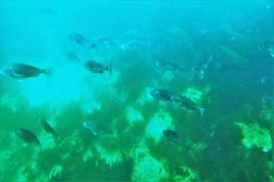 ���̃N���_�C�C���[�W�摜