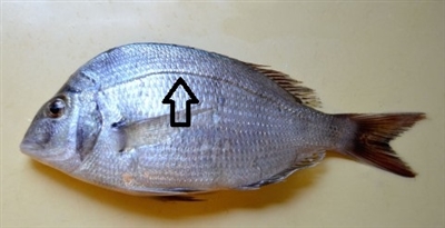 �����C���[�W�摜