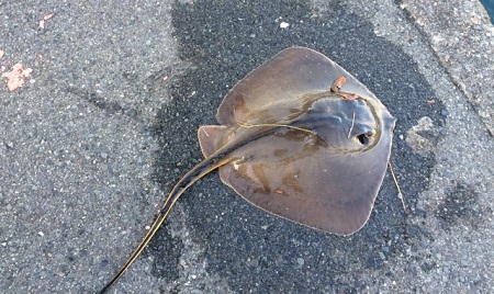 �f�C�V�[�o�X�A�J�G�C��Q