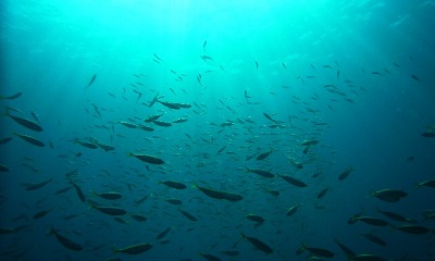 �ނ苛�C���[�W�摜