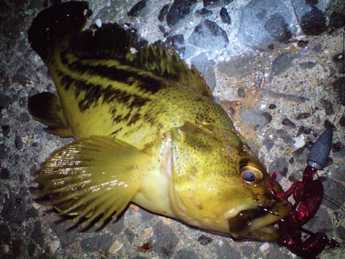 ロックフィッシュ寄生虫イメージ画像