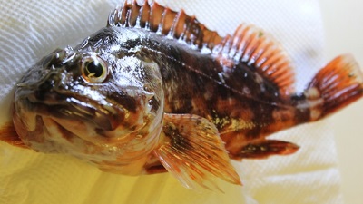 �J�T�S�C���[�W�摜