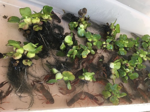 �a�p�U���K�j