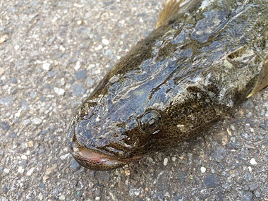 �}�S�`�̊�摜