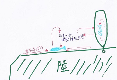 シーバスの行動イメージ画像